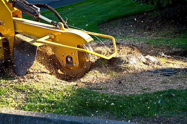 Best Dead Tree Removal  in Elkton, MD